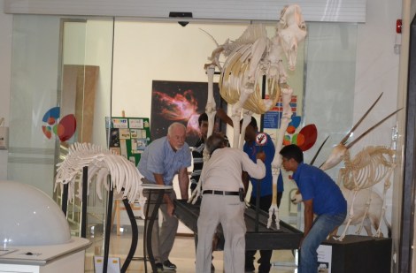 Staff at the Bahrain Science Centre moving the skeletons