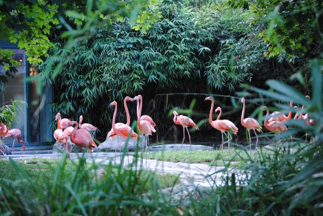 Flamingo_Vienna_Zoo_Schönbrunn_2010.jpg
